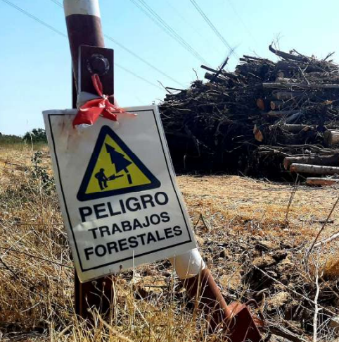 El Costo Irreparable de una 'Restauración' Mal Entendida: La Destrucción del Bosque de Ribera del Río Alberche